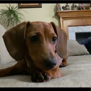 Meet your Posher, Ivan